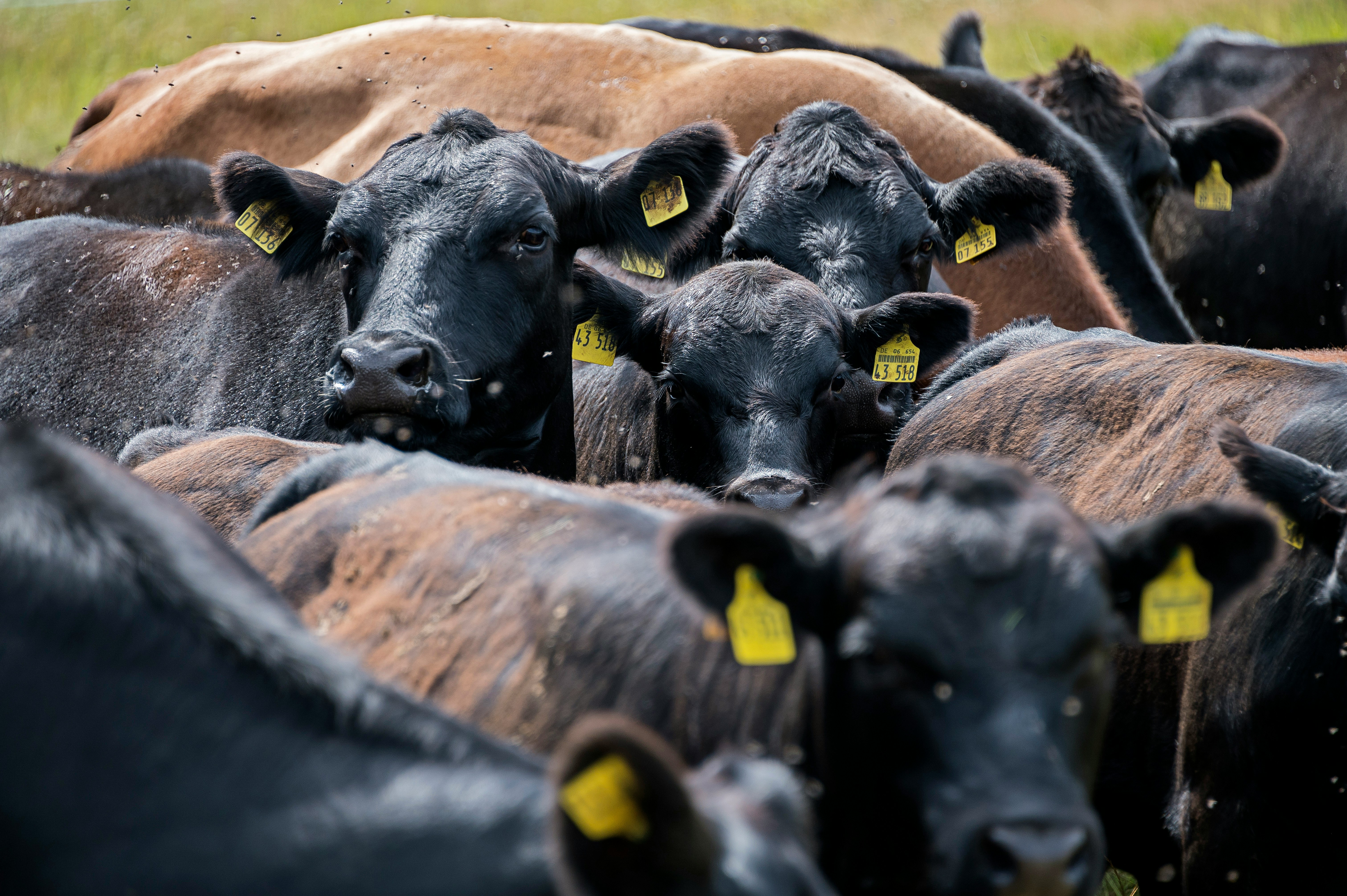 Herder with cattle on Kenyan grazing land